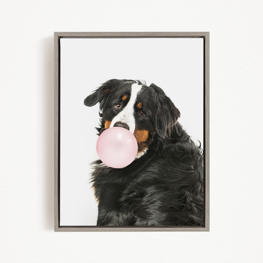 A Bernese mountain dog is blowing a bubble with a pink bubble gum bubble wand, looking directly at the camera with a playful expression.