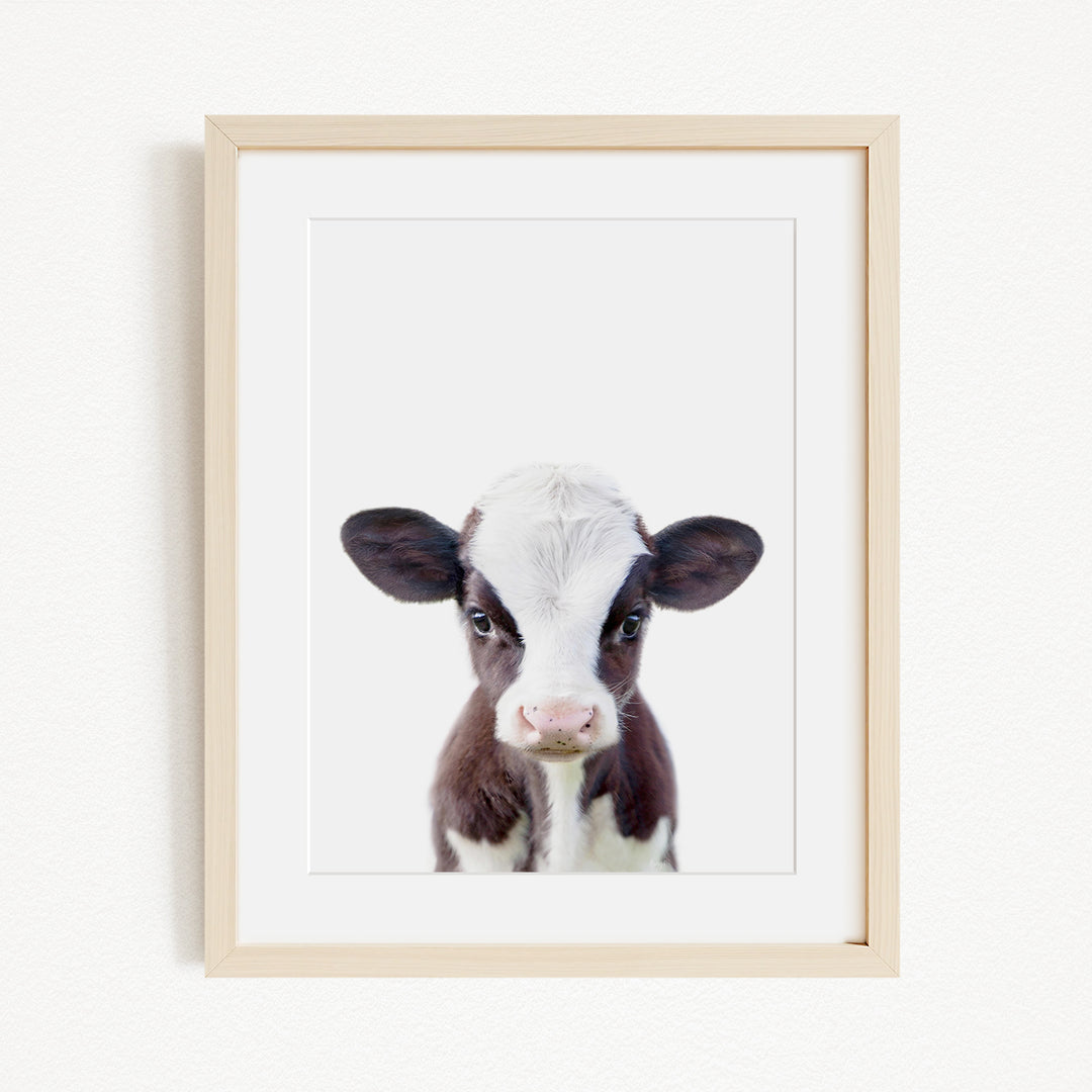 A framed image of a black and white cow with a pink nose, looking directly at the camera.