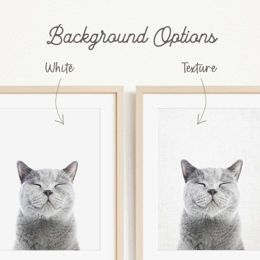 a gray cat with its eyes closed, and there are two framed pictures of the cat with different backgrounds.