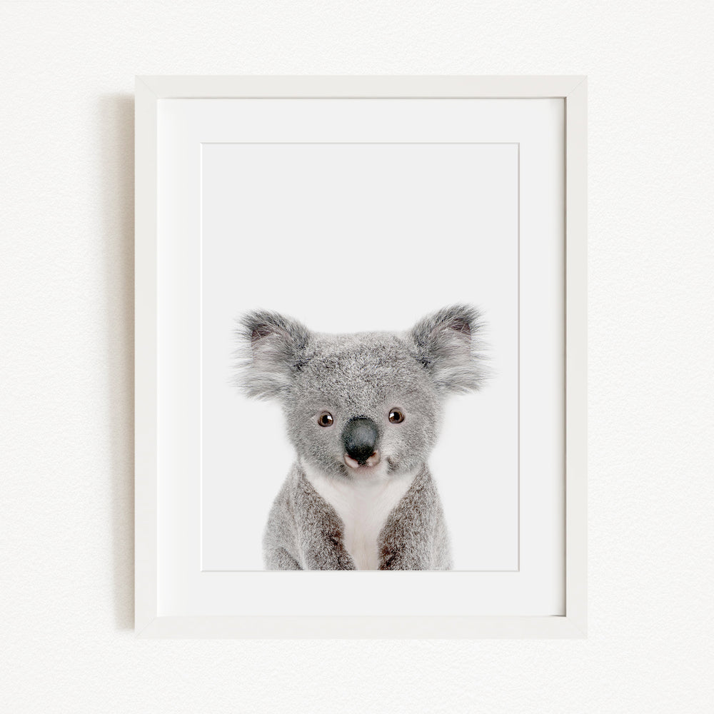 A framed photograph of a koala bear with a white background.