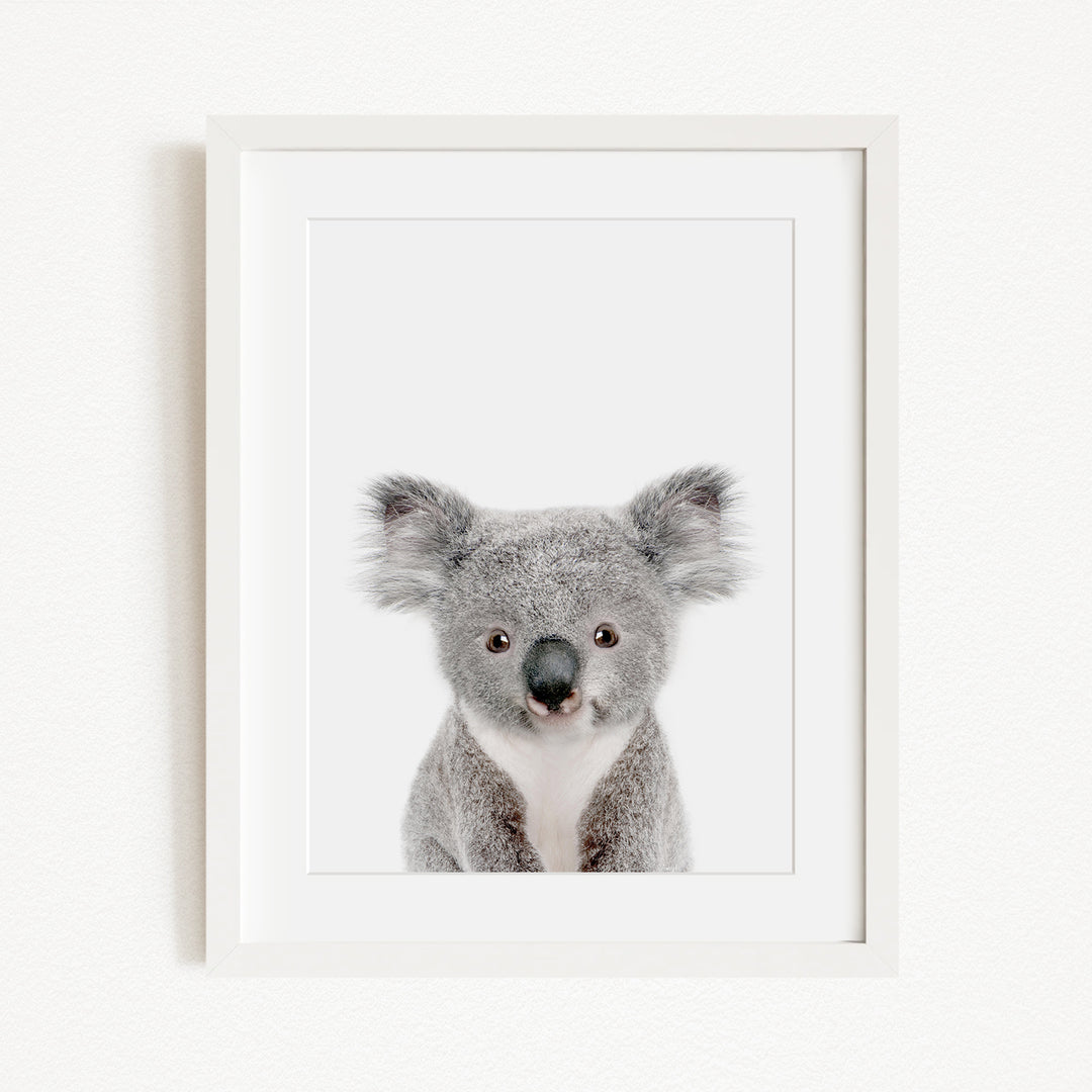 A framed photograph of a koala bear with a white background.