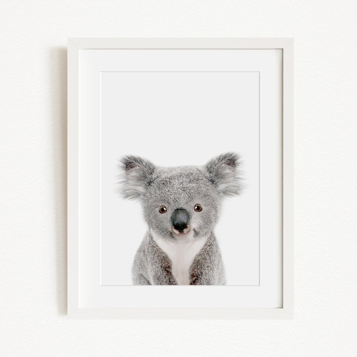 A framed photograph of a koala bear with a white background.