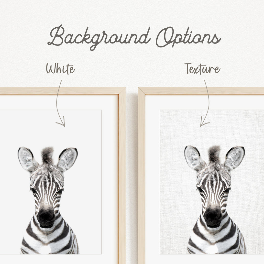 a zebra with a white background, and there are two different backgrounds available for the zebra image.