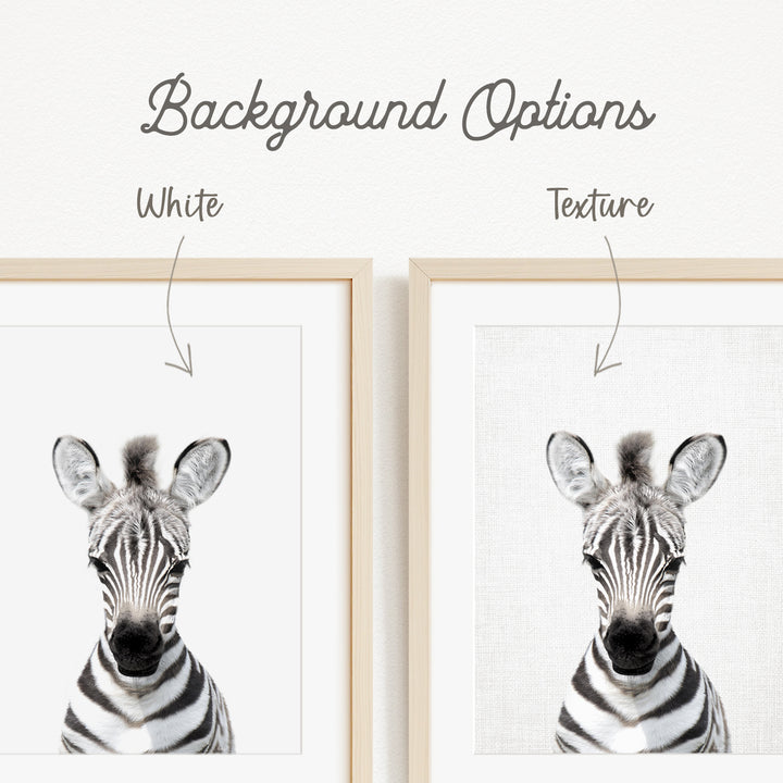 a zebra with a white background, and there are two different backgrounds available for the zebra image.