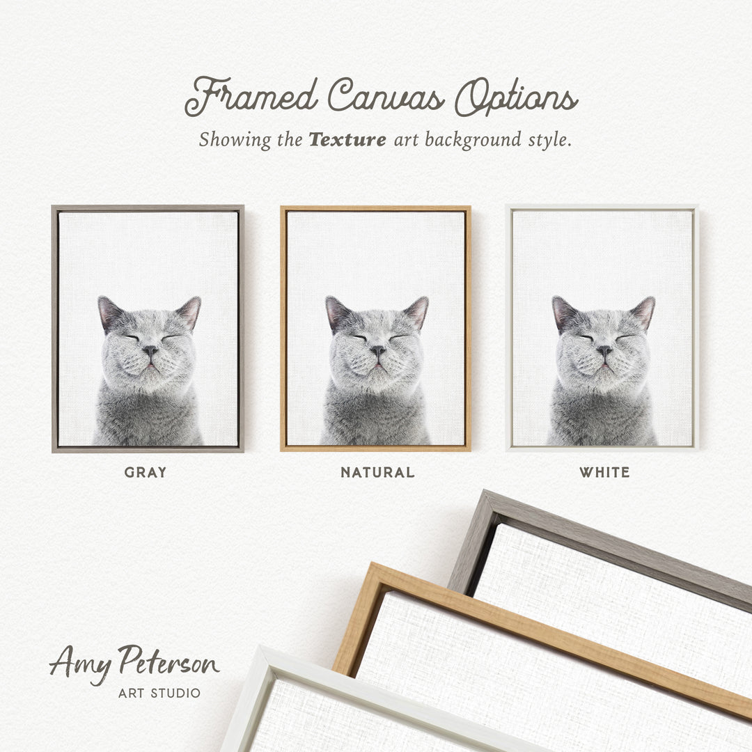 three framed canvas options, each featuring a gray cat with its eyes closed, showcasing different color backgrounds.