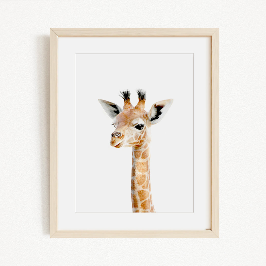 A framed photograph of a giraffe's head, with its distinctive brown and white spotted coat and small horns, is displayed on a white wall.
