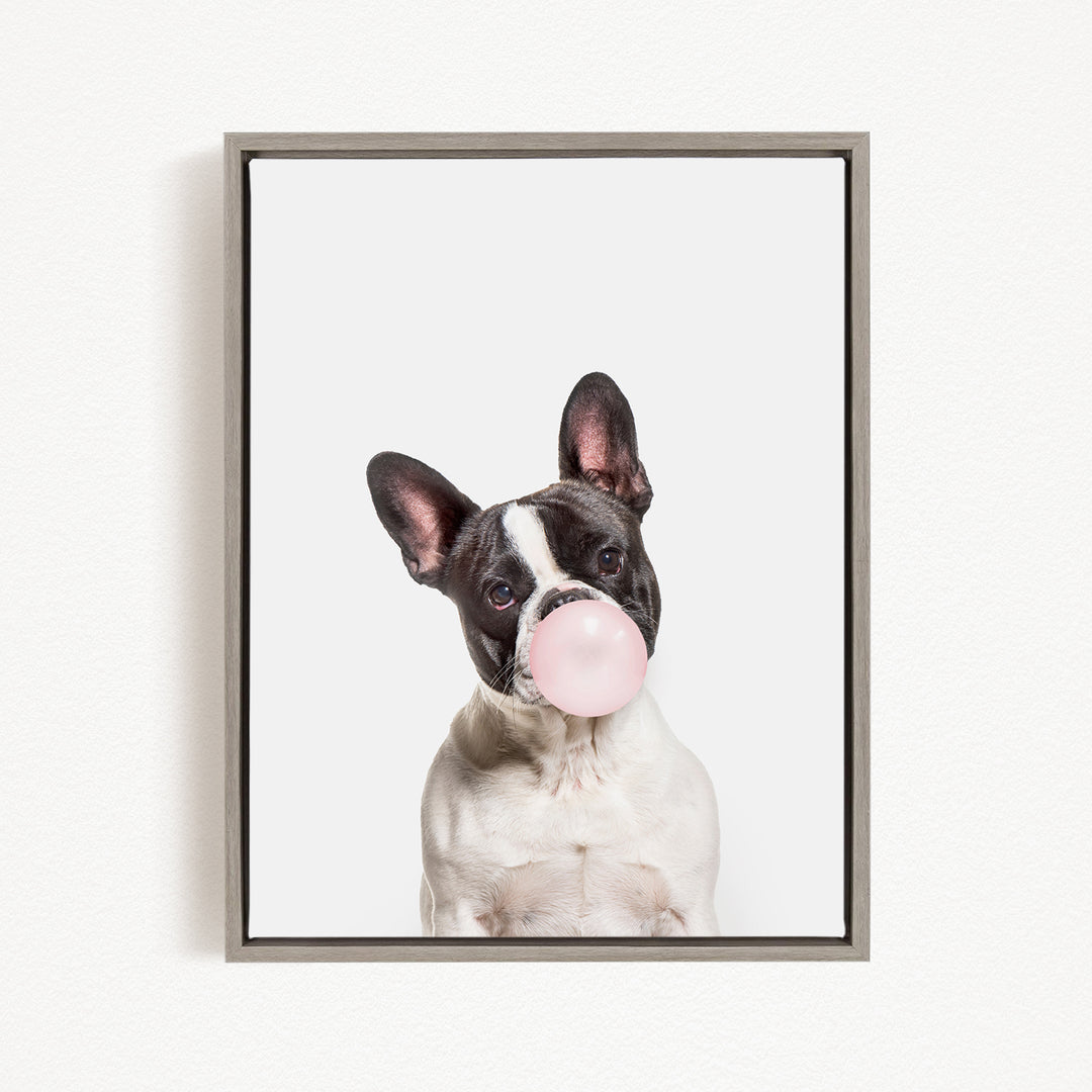 A black and white dog with a pink bubble gum bubble in its mouth, looking directly at the camera.