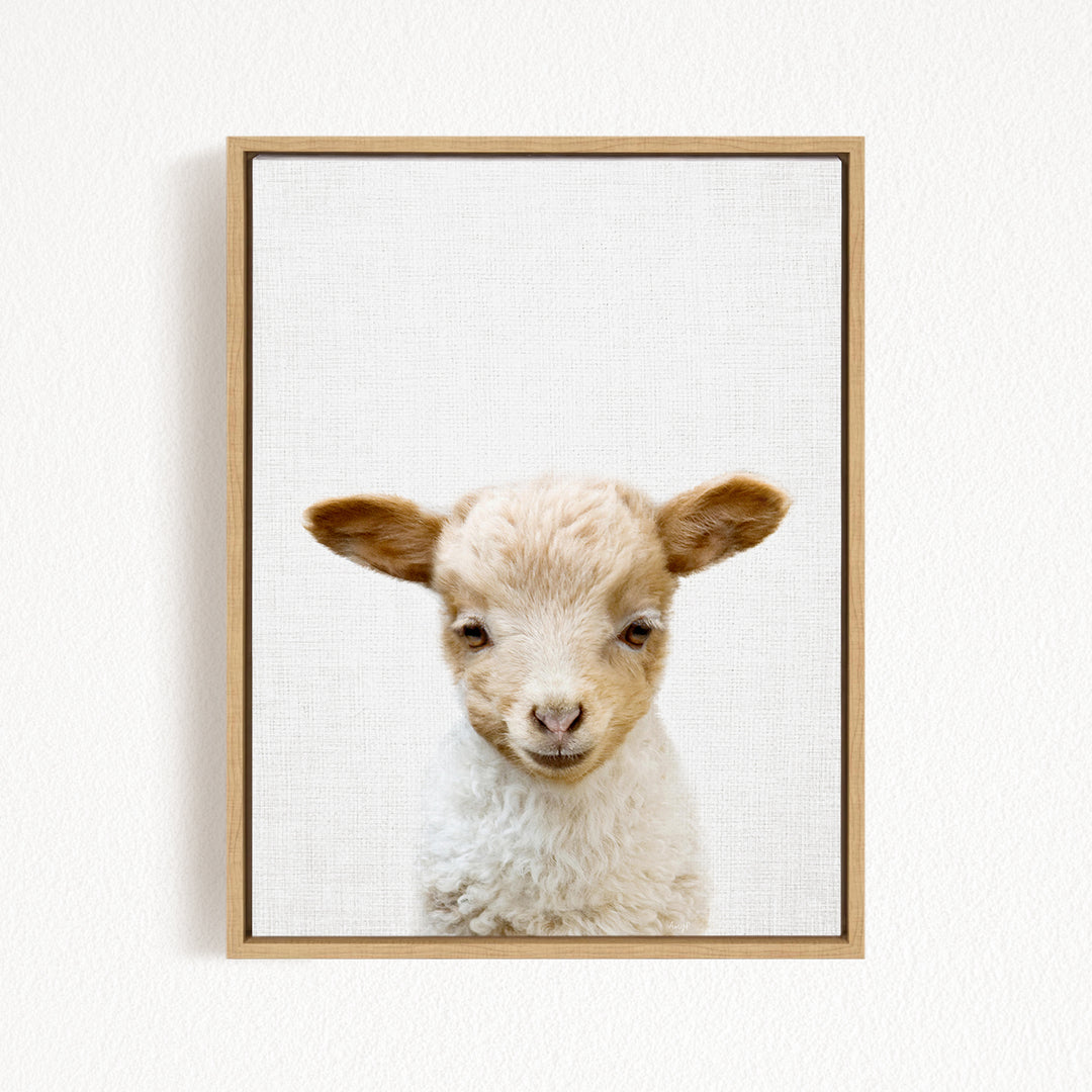 A framed image of a cute lamb with a white coat and brown ears, looking directly at the camera.