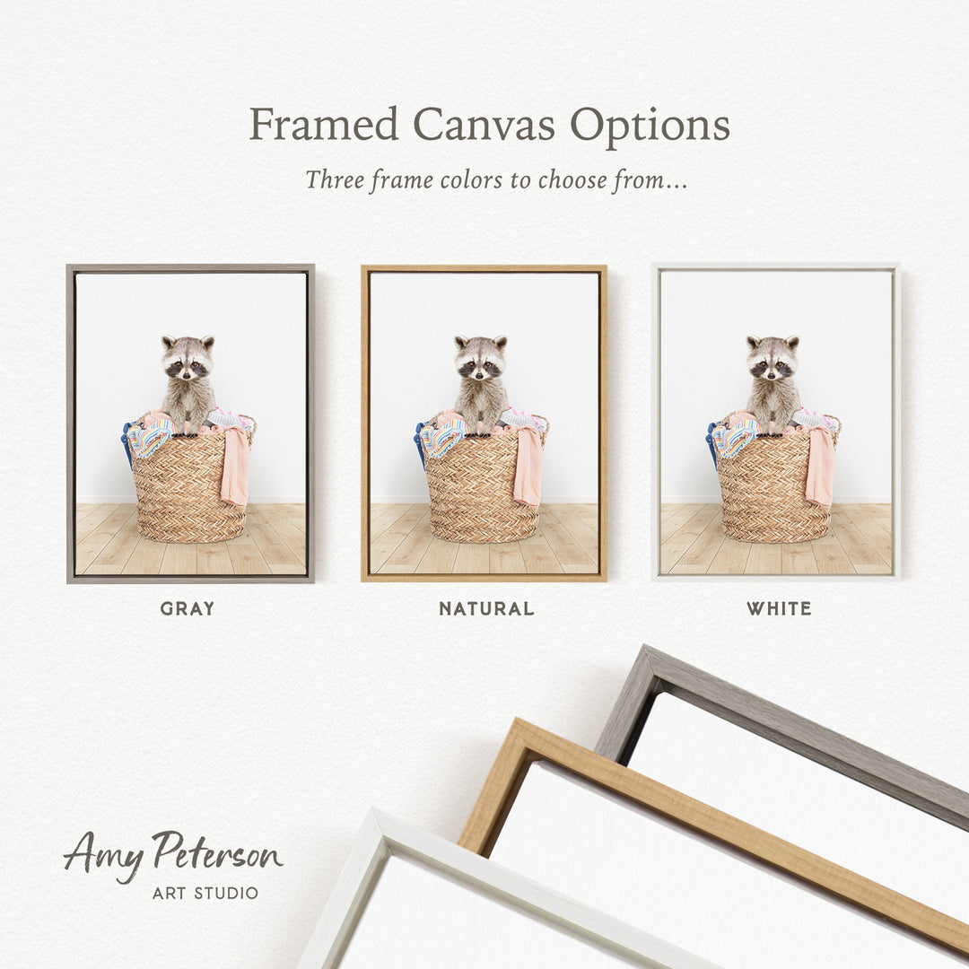three framed canvas options, each featuring a raccoon sitting in a basket. The options include a gray frame, a natural frame, and a white frame.