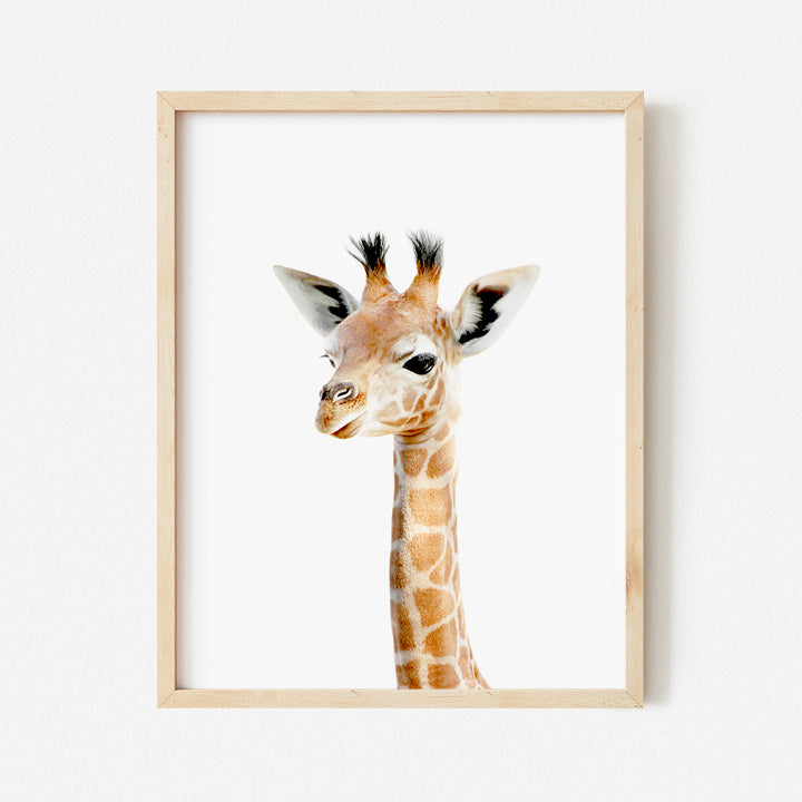 a picture of a giraffe with a white background