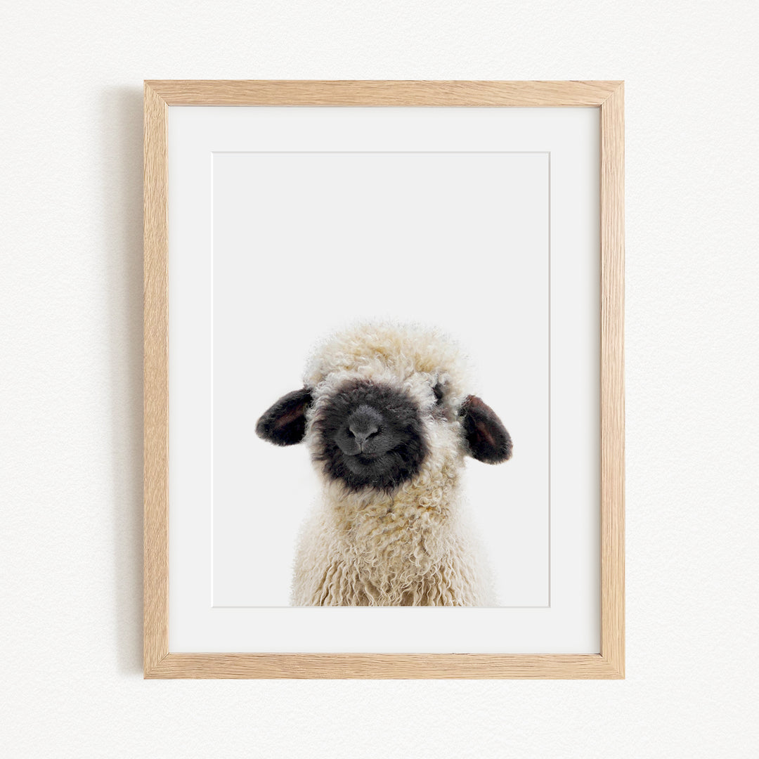 A framed image of a fluffy, white sheep with black markings on its face and ears.