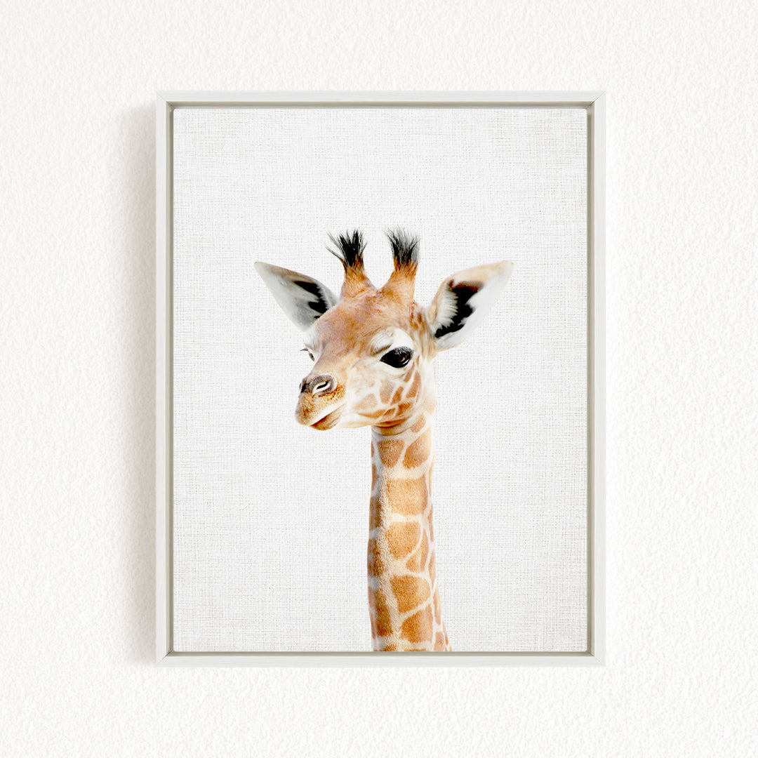 A framed photograph of a giraffe's head, with its distinctive brown and white spotted coat and small horns, is displayed on a white wall.