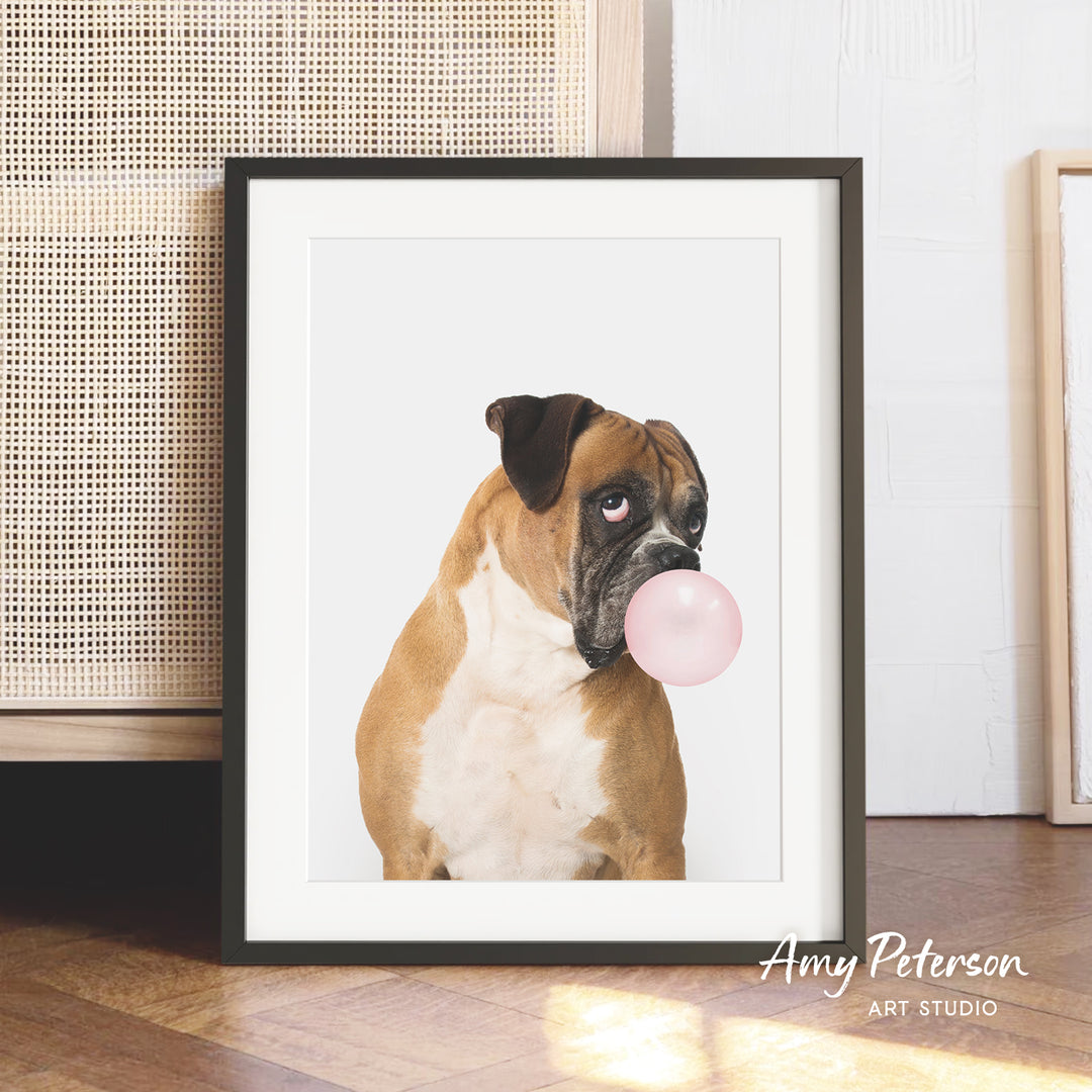 A brown and white dog is sitting on a wooden floor, holding a pink bubble gum bubble in its mouth.