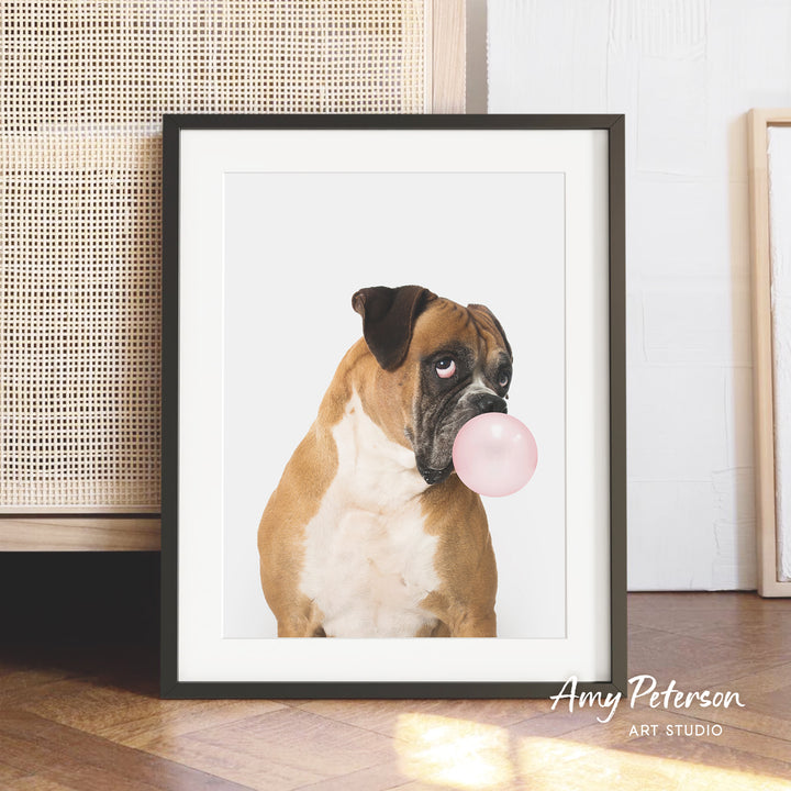 A brown and white dog is sitting on a wooden floor, holding a pink bubble gum bubble in its mouth.