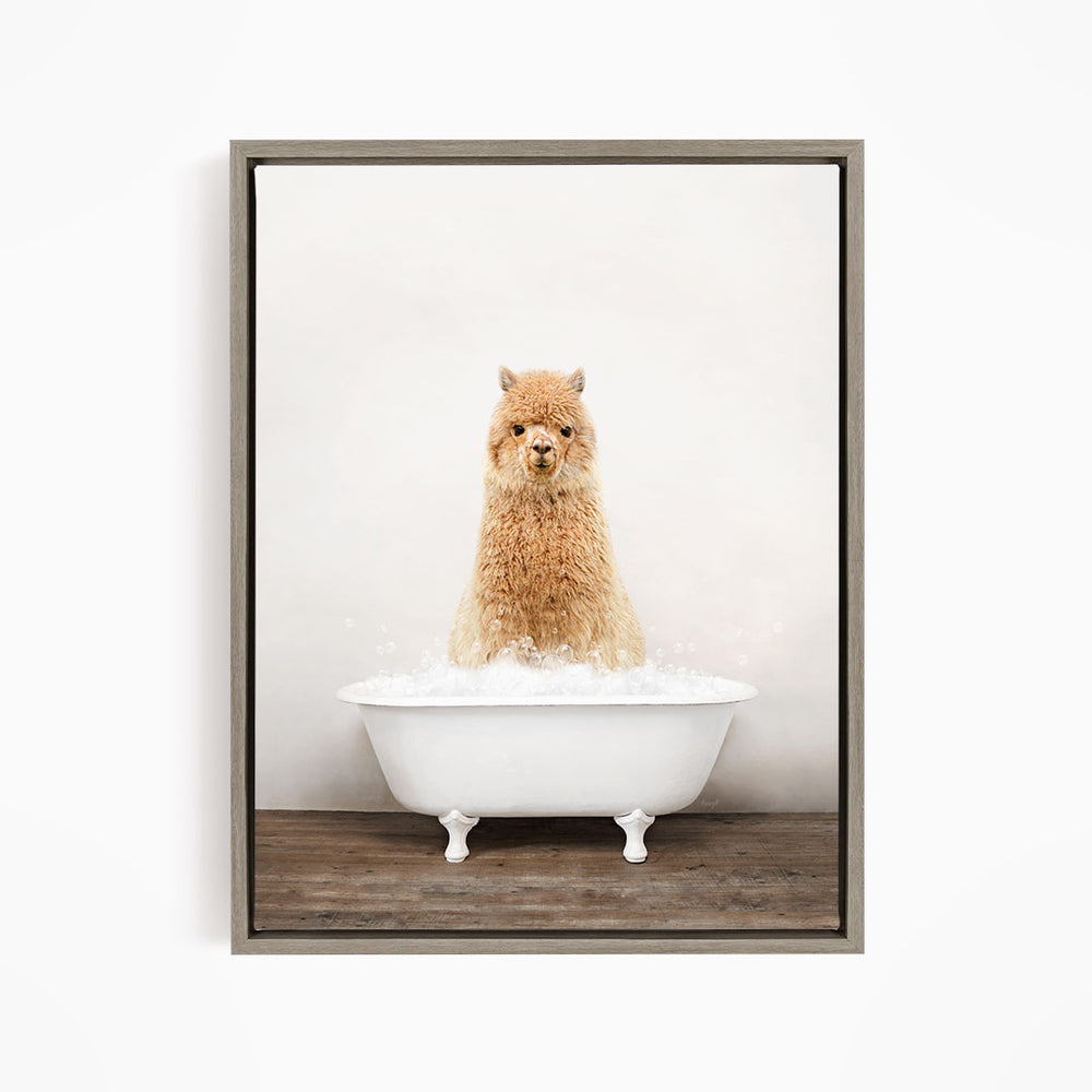 A fluffy alpaca sitting in a white bathtub filled with bubbles, looking directly at the camera.
