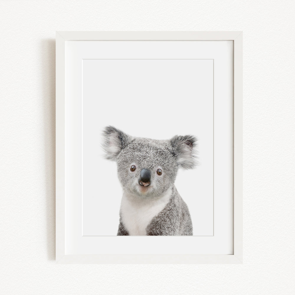 A framed photograph of a koala bear looking directly at the camera.