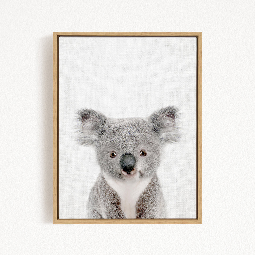 A framed photograph of a koala bear with a white background.