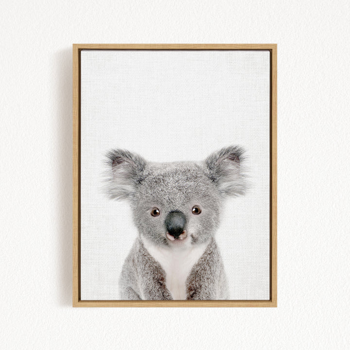 A framed photograph of a koala bear with a white background.