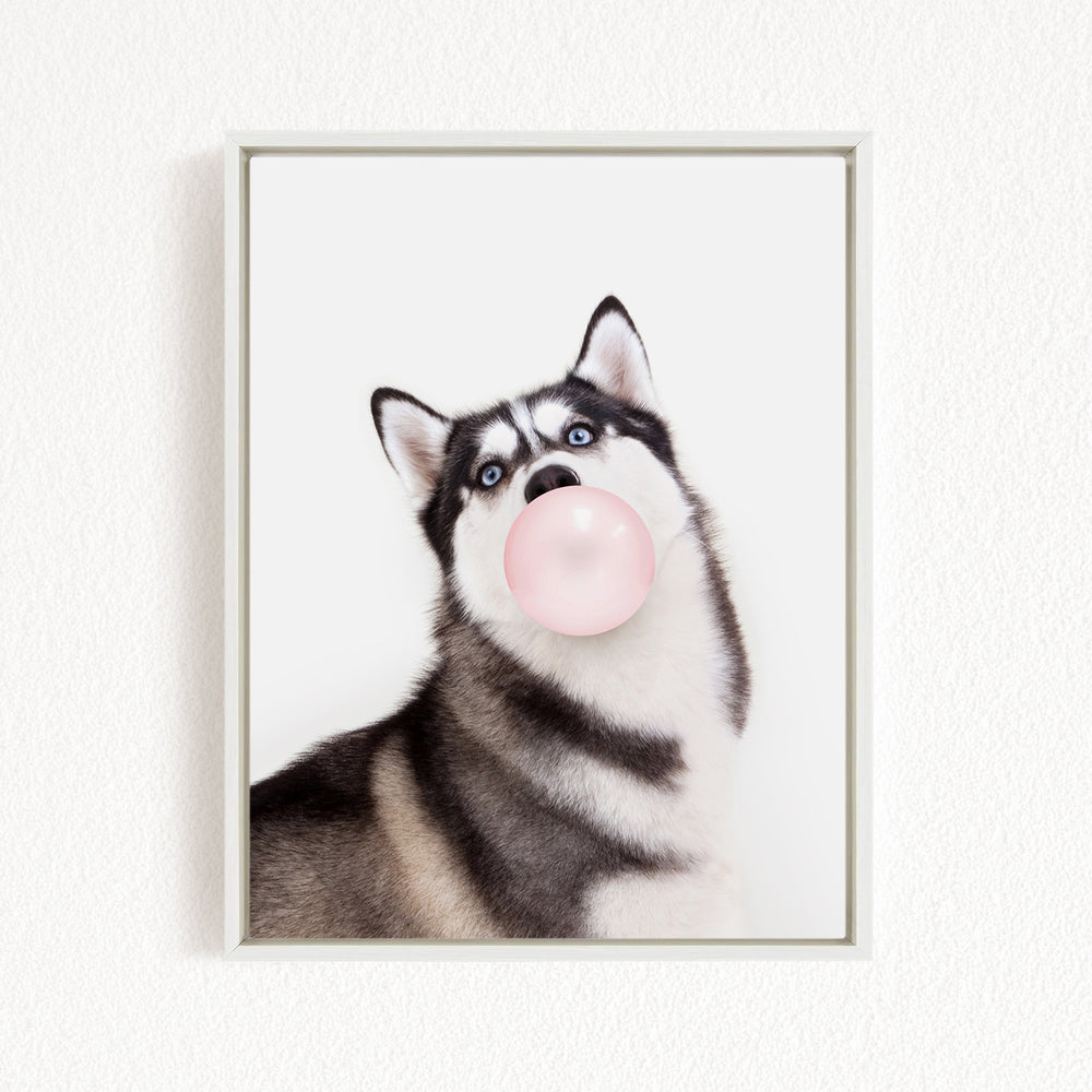 A black and white husky dog is blowing a bubble with a pink bubble gum bubble.