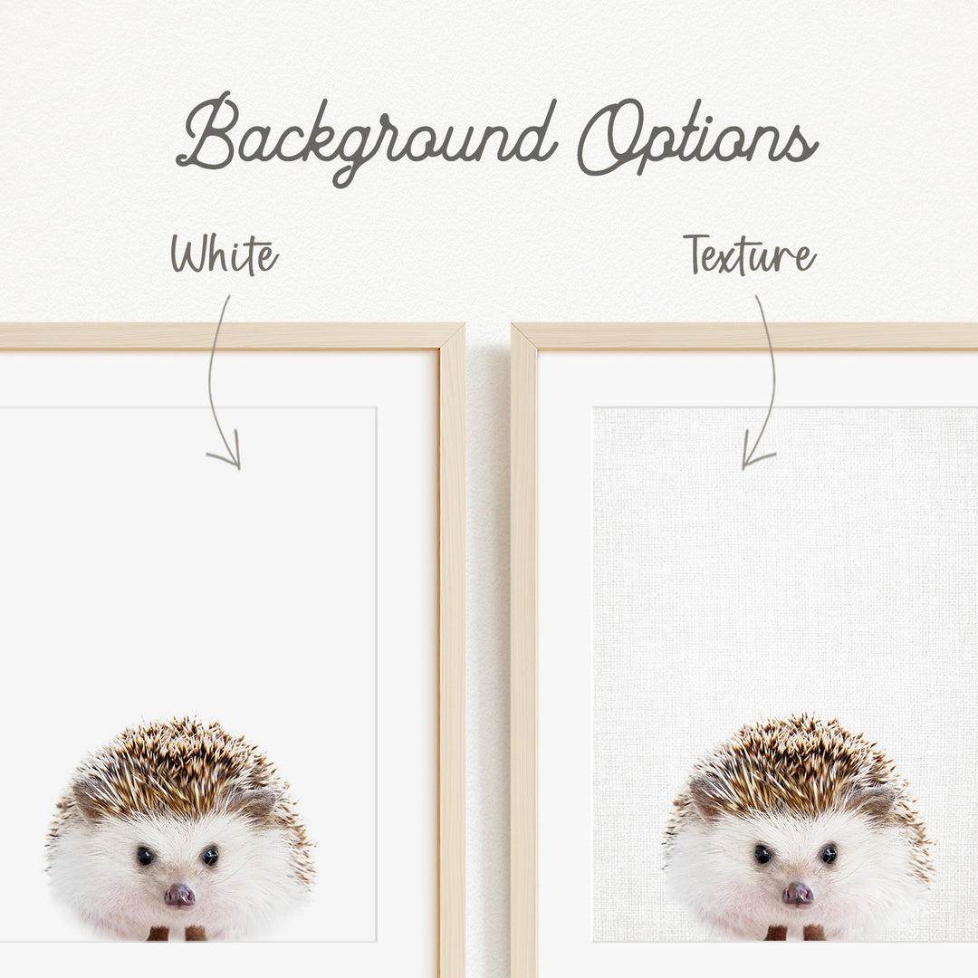 a close-up of a hedgehog, with two framed pictures side by side. The hedgehog is shown in two different backgrounds, one white and one plain white.