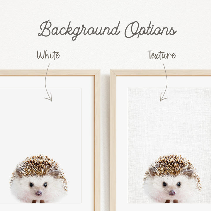 a close-up of a hedgehog, with two framed pictures side by side. The hedgehog is shown in two different backgrounds, one white and one plain white.