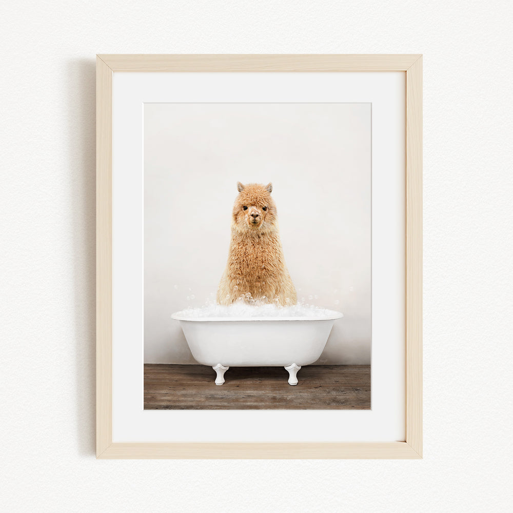 A fluffy brown alpaca sitting in a white bathtub filled with bubbles, creating a whimsical and adorable scene.