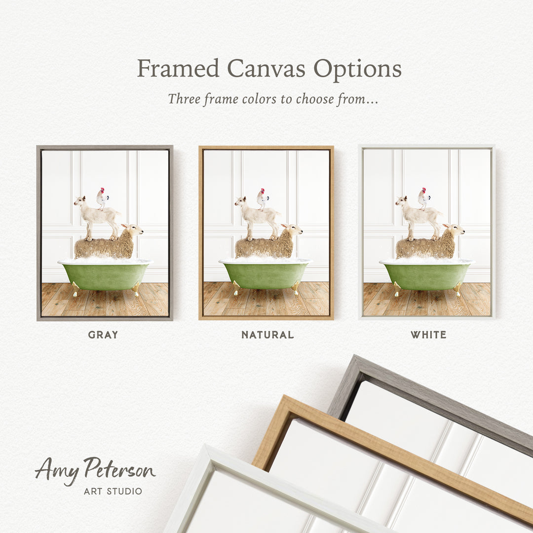 three framed canvas options, each featuring a different color: gray, natural, and white. The text above the images reads " framed Canvas Options" and "Three frame colors to choose from...". The bottom of the image includes the text " Amy Peterson ART STUDIO".