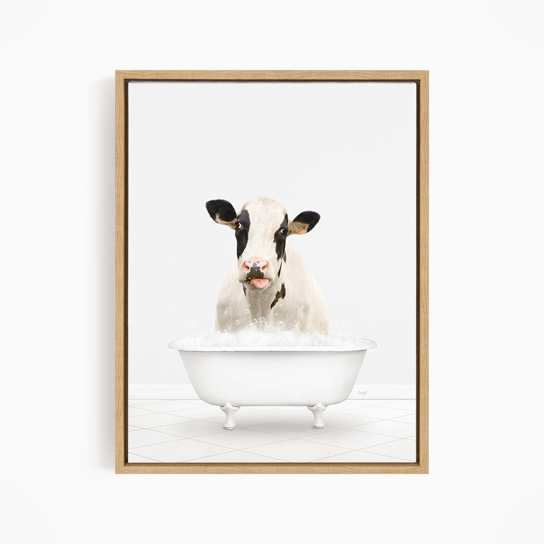 A black and white cow is sitting in a white bathtub filled with water, looking directly at the camera.