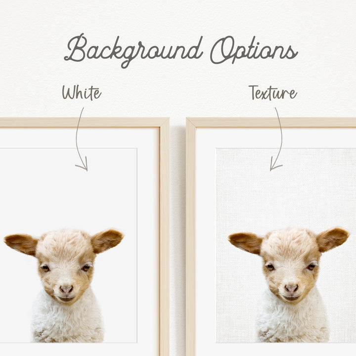 a close-up of a lamb's face, with a white background and a wooden frame.