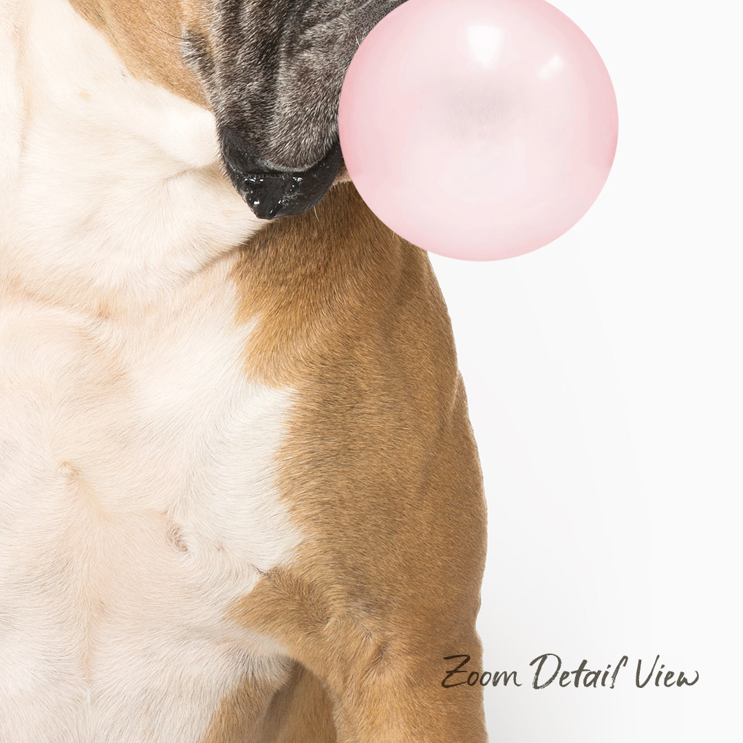 A dog is blowing a pink bubble with its mouth, and there is a text overlay that reads "Zoom Detail View".