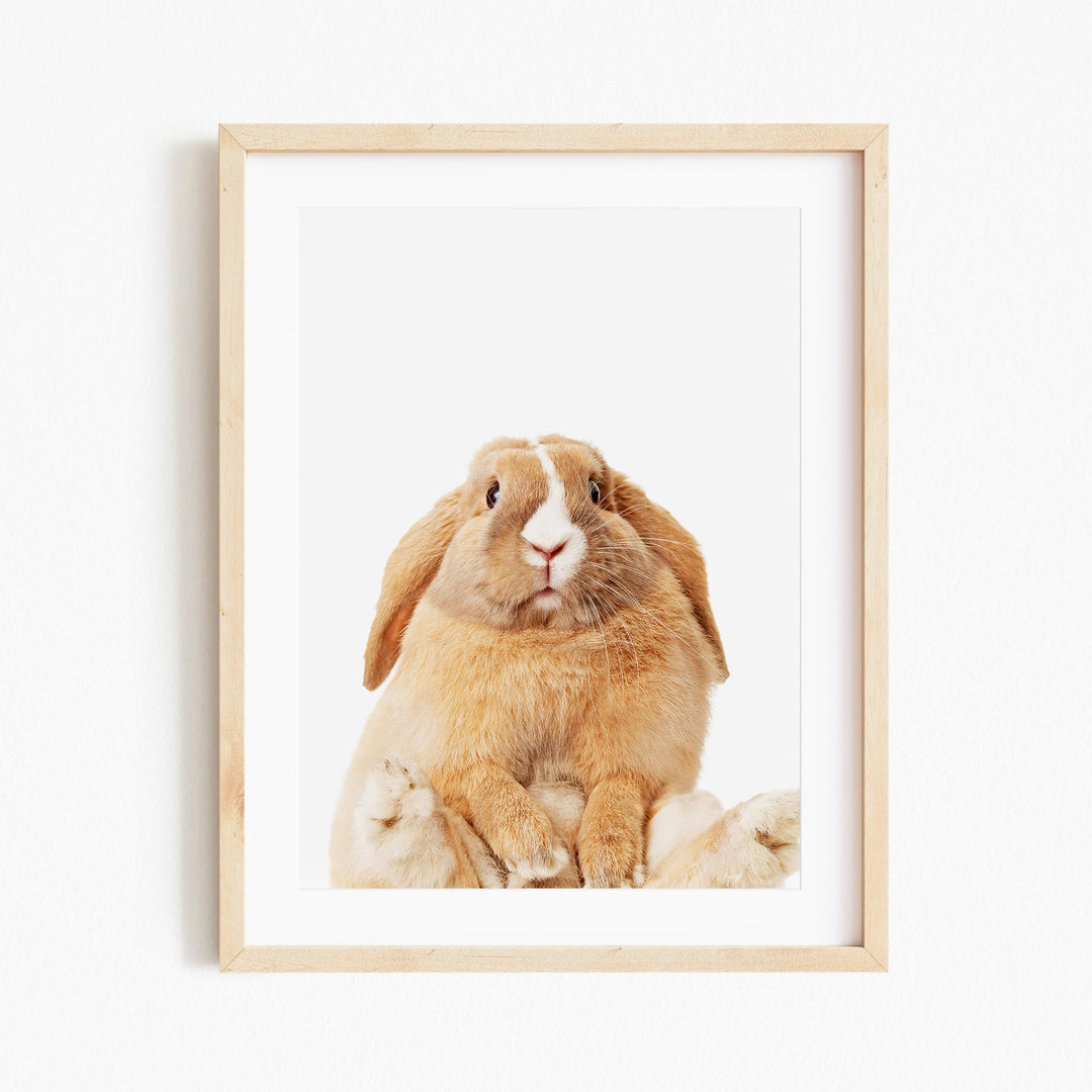 a picture of a brown rabbit sitting in front of a white wall