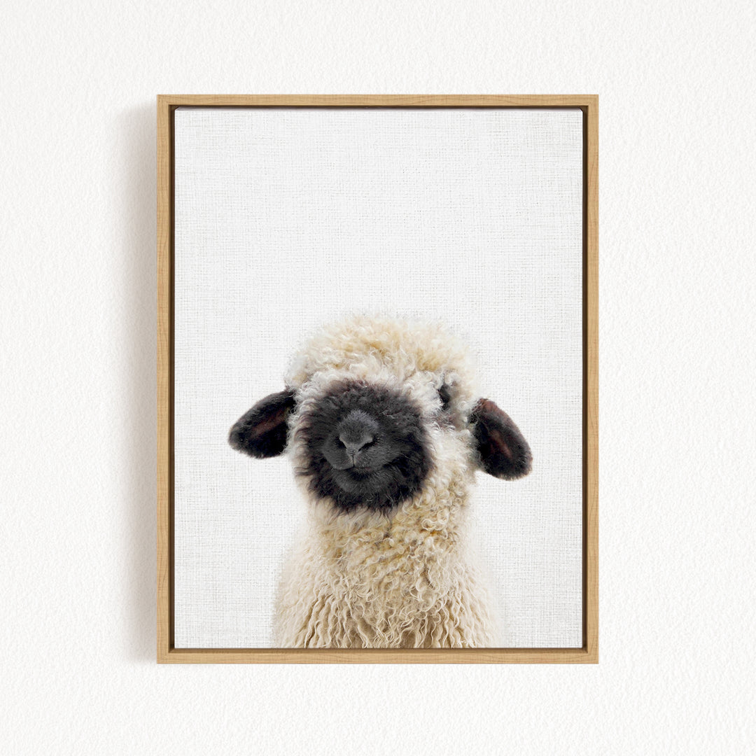 A framed photograph of a fluffy, white sheep with black markings on its face and ears.
