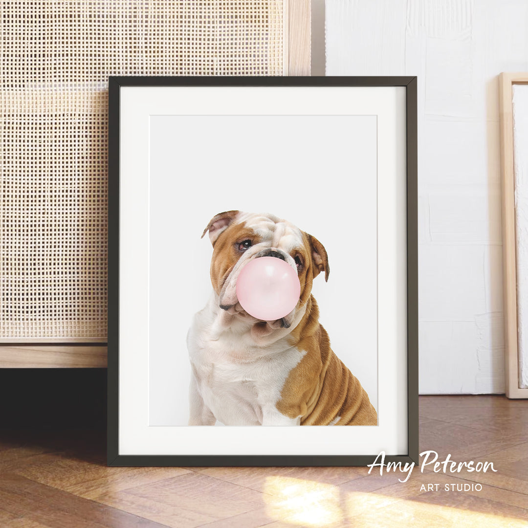 A framed photograph of a brown and white bulldog blowing a bubble with a pink bubble gum bubble.