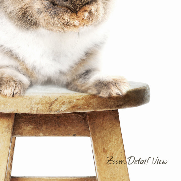 A fluffy cat sitting on a wooden stool, with its paws resting on the seat.
