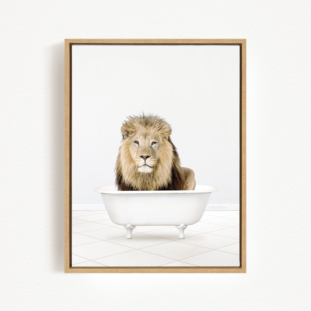 A majestic lion sits in a white bathtub, its gaze fixed directly on the camera.
