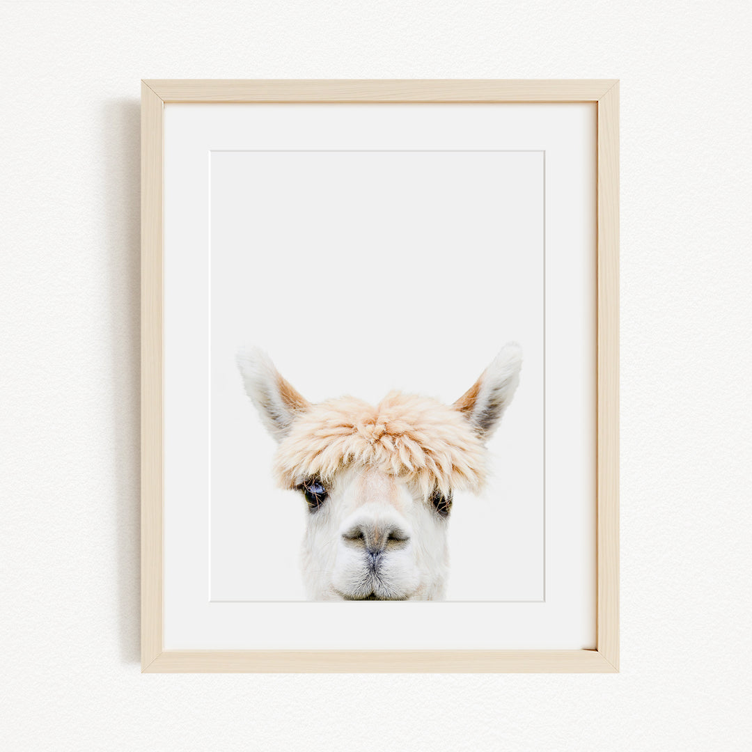 A framed image of a white alpaca with a fluffy, light-colored mane, looking directly at the camera.