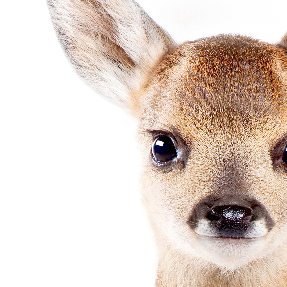 Baby Deer - Baby Animal Portrait