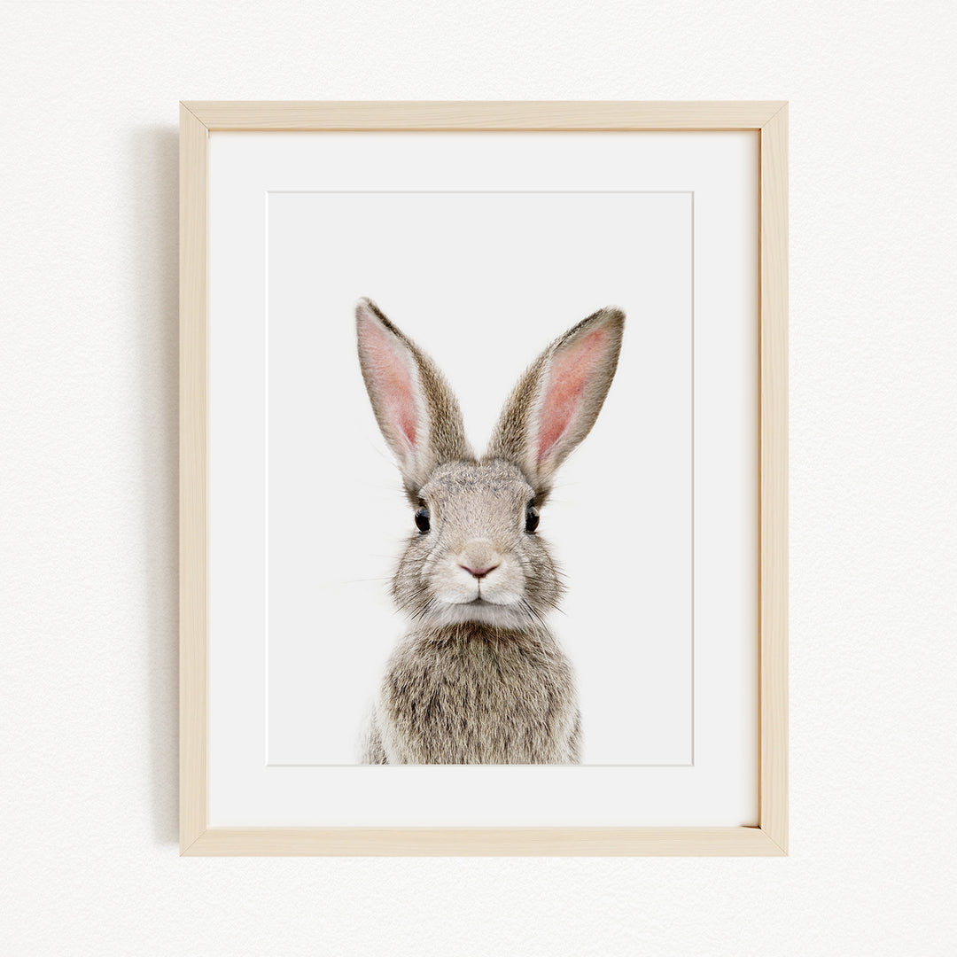 A framed photograph of a rabbit with large ears and a curious expression.