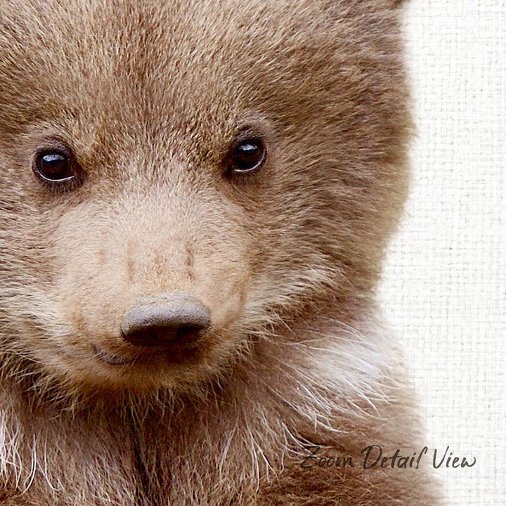A close-up of a young brown bear's face, with its large, expressive eyes and soft fur visible.