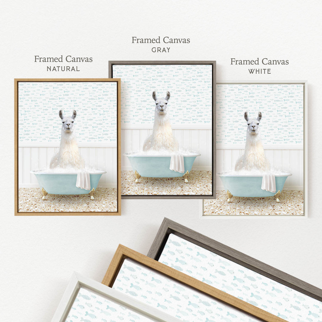 a framed picture of a llama sitting in a bathtub, with three different colored frames displayed side by side.