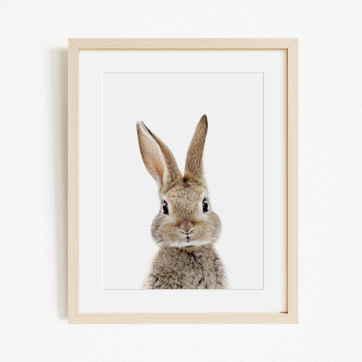 A framed image of a rabbit with its head turned to the side, looking directly at the camera.