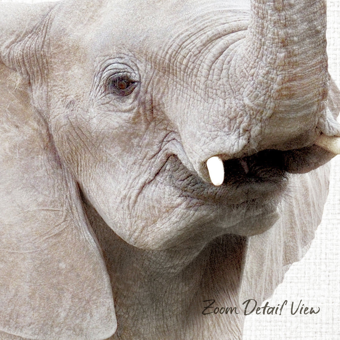 A close-up of an elephant's face, showing its large tusks and wrinkled skin.