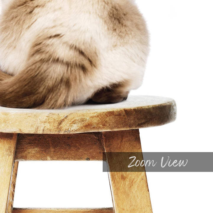 a cat sitting on top of a wooden stool