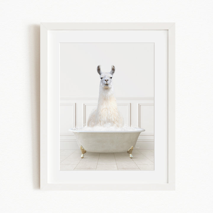 A white llama sitting in a white bathtub filled with bubbles.