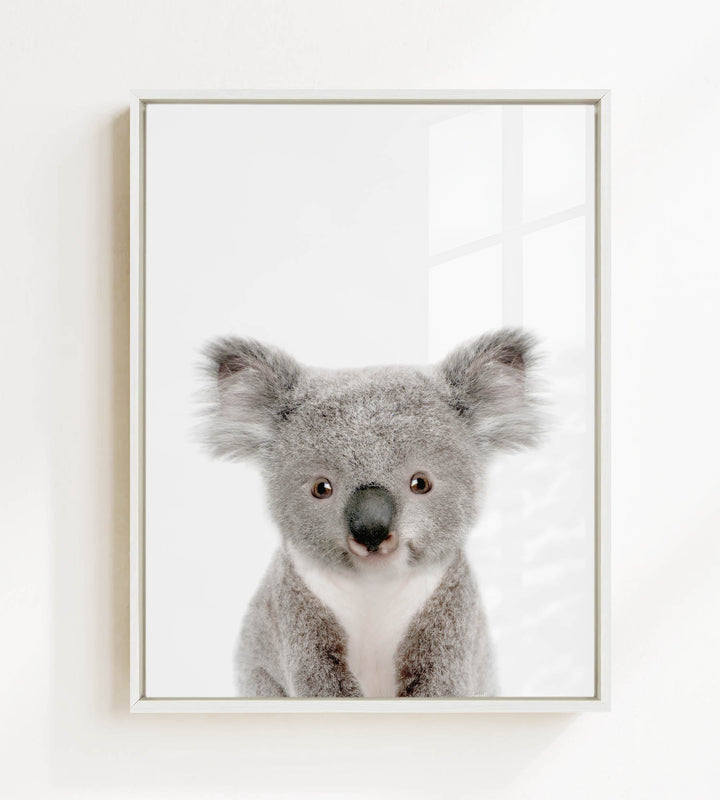A framed photograph of a koala bear with a white background.
