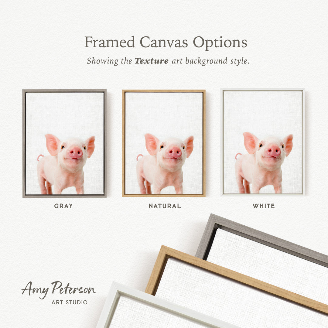 three framed canvas options, each featuring a close-up of a pig's face in different color backgrounds. The options are labeled as "Grays," "Natural," and "White," indicating the color of the background. The text " Framed Canvas Options" is displayed above the options, and "Showing the Texture art background style." is written below the pig's image. The artist's name, " Amy Peterson," is also included at the bottom of the image.