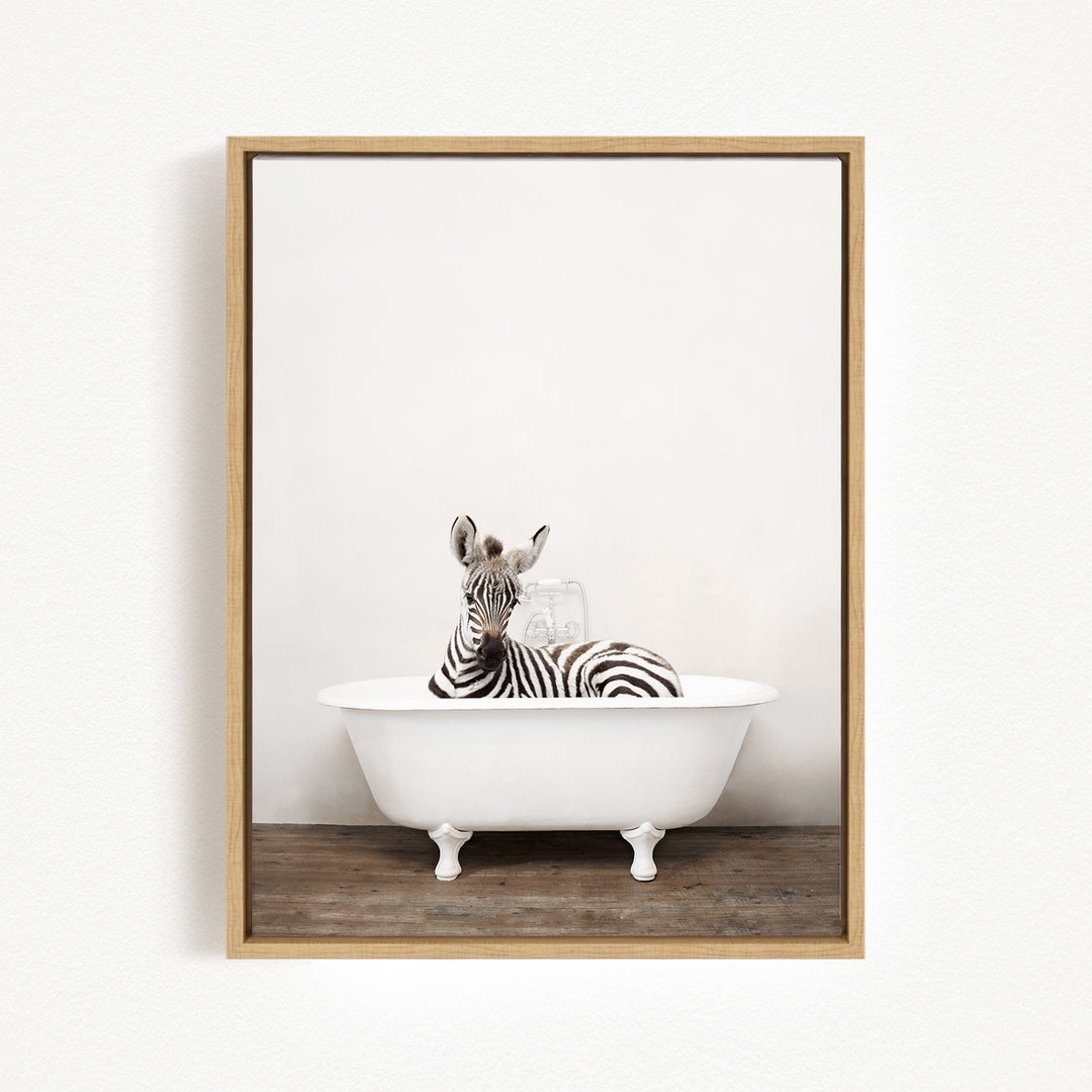 A zebra is sitting in a white bathtub, looking directly at the camera.