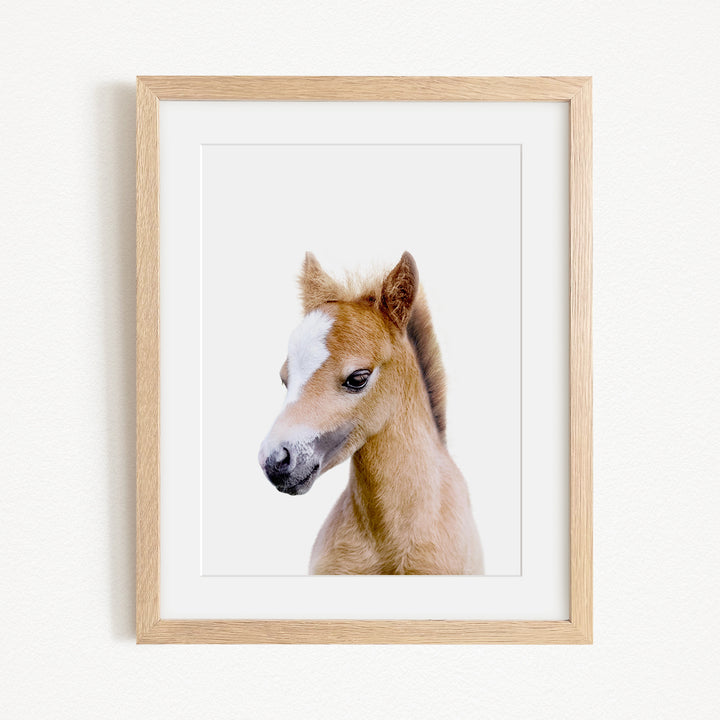 A framed photograph of a young horse with a white blaze on its face, looking directly at the camera.