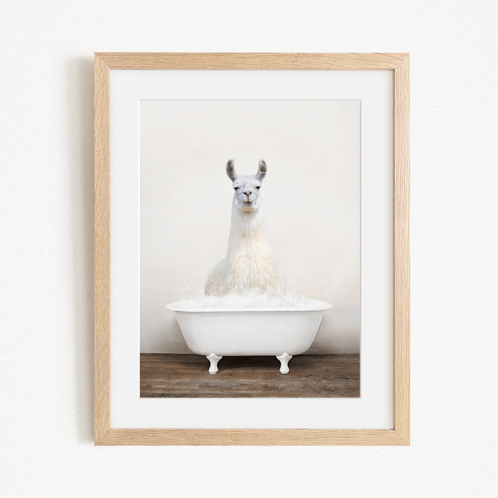 A white llama sitting in a white bathtub filled with bubbles, as depicted in the framed image.