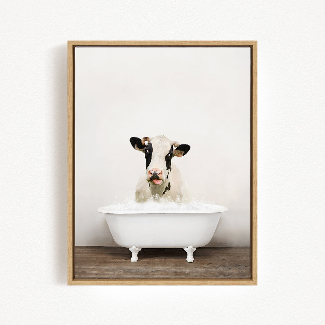A black and white cow is sitting in a white bathtub filled with water, with its tongue sticking out.